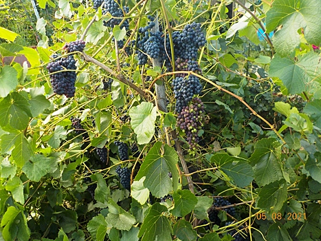 Красивый и вкусный: в Южноуральске состоится праздник винограда