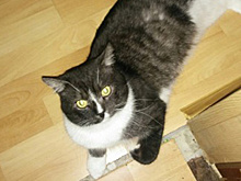 Москвич выставил на продажу невинность своего кота