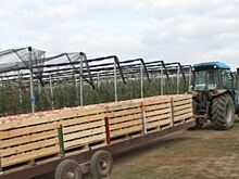 Более 500 га садов заложат аграрии Ставрополья до конца года