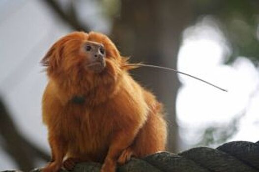 В Новосибирском зоопарке родились редчайшие обезьянки