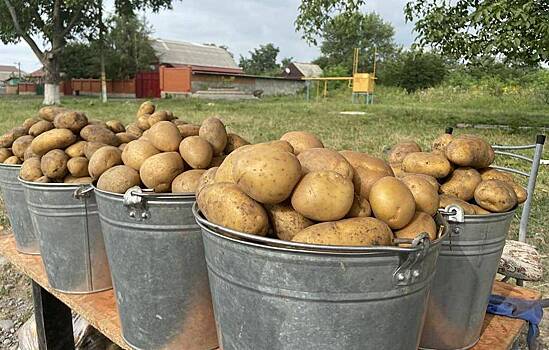 У картофеля нашли неизвестный ген для роста клубней