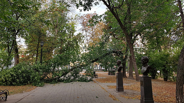 В рязанском парке упало дерево