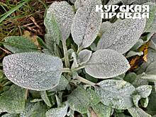 Ночью и утром 9 мая в Курской области ожидаются заморозки до -2°С
