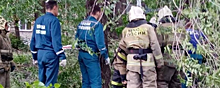 В Ульяновске прокуратура проводит проверку по факту падения дерева на ребенка