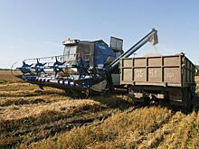 Чановские комбайнеры работают без обеда