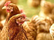 В Чекмагушевском районе Башкирии планируют построить новую халяль-птицефабрику