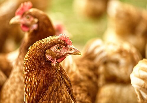 В Башкирии зафиксирован высокий риск распространения птичьего гриппа
