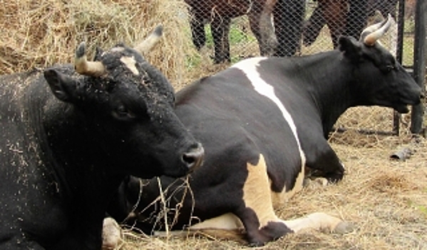 Ямальские коровы встретят зиму с запасами «жвачки»