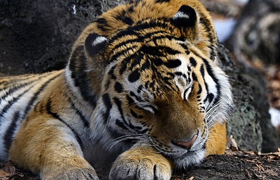 Спецгруппа охотнадзора понаблюдает за тиграми в Приморье
