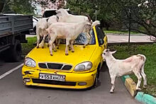 Шесть коз атаковали автомобиль в Москве