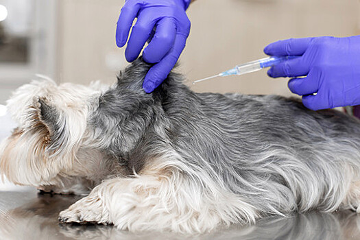 Кинологи призвали не отказываться от вакцинации собак из-за нехватки зарубежных препаратов