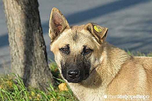 Власти Оренбурга просят изменить закон о бездомных собаках после смерти ребенка