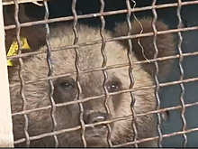 Троих медвежат-сирот подготовили к воле и выпустили в природном заказнике Костромской области