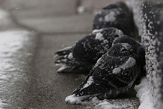 CNN: семь человек погибли из-за снежной бури в США