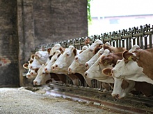 УФАС Чувашии определит берега молочного рынка республики