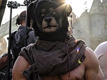 Собака из «Бременских музыкантов» планирует улучшать фигуры жителей Костромы