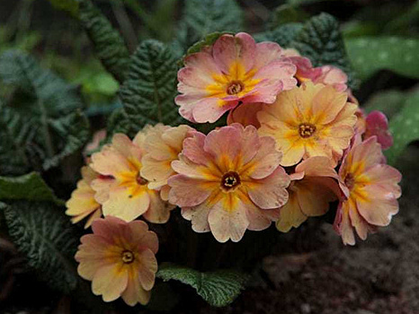 Как посадить примулу полиантовую и как за ней ухаживать