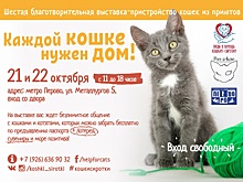 Выставка кошек с целью найти пушистым сиротам новый дом и добрые руки пройдет в Перово