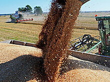 Россельхознадзор не получал от Египта претензий к российской пшенице