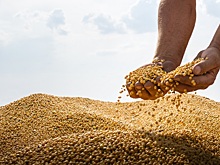 Россия разрешила ввоз ГМО-сои при условии экспорта произведенных из нее кормов