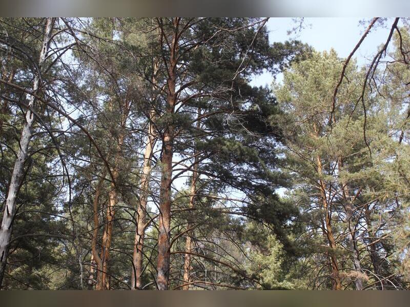Прокуратура потребовала возбудить уголовное дело из-за незаконной рубки леса в Чите