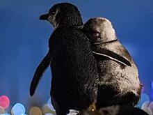 Австралиец запечатлел овдовевших пингвинов, в обнимку любующихся пейзажами Мельбурна