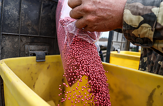Минсельхоз планирует снижать квоты на импорт семян по мере роста собственного производства