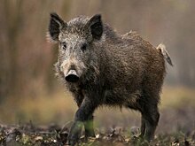 В Белгородской области принимают жестокие меры для борьбы с АЧС