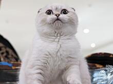 В Приморье вводится добровольное чипирование кошек и собак