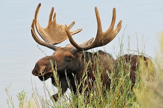 Автомобилистов предупредили о начале миграции лосей в Ленбобласти