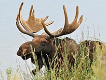 Автомобилистов предупредили о начале миграции лосей в Ленбобласти