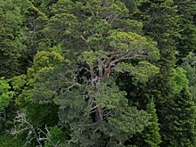 На курорте «Лагонаки» планируют вырубить почти 10 тысяч деревьев