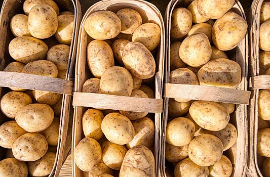 Перечислены преимущества молодого картофеля перед старым