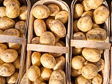 Перечислены преимущества молодого картофеля перед старым