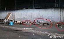На ул.Звездной в Курске истребили огромных крыс