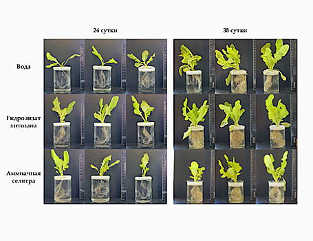 Обработка хитозаном ускорила прорастание семян салата
