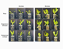 Обработка хитозаном ускорила прорастание семян салата