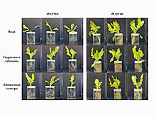 Обработка хитозаном ускорила прорастание семян салата