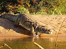 Под Ростовом пять дней искали беглого крокодила с помощью квадрокоптера и куриц