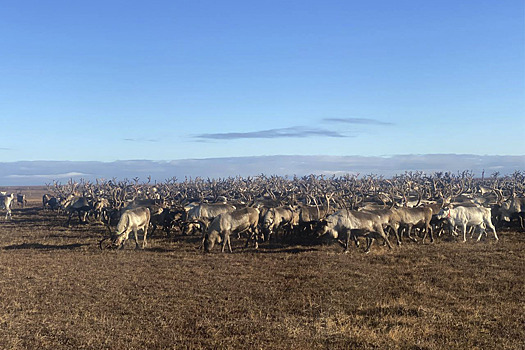 Ямальские предприятия получат субсидии на сохранение поголовья северных оленей