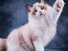 Рэгдолл-кошка — описание и характеристика породы с фото