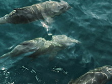 Установлена причина гибели дельфинов у берегов Севастополя