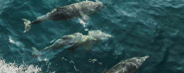 Установлена причина гибели дельфинов у берегов Севастополя