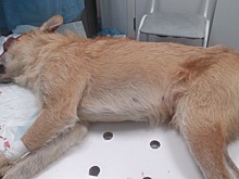 В Кстове догхантеры расстреляли привязанного пса