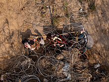 Трамп заявил, что Байден пускает в США мигрантов, бегущих из тюрем