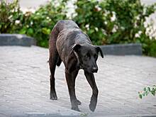 Депутат пригрозил россиянину после жалобы на бездомных собак «обнулением» на фронте