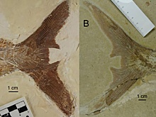 Редкая окаменелость юрского периода стала "новшеством эволюции"