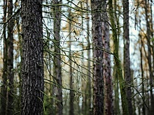 В регионе ввели режим повышенной готовности из-за угрозы ландшафтных пожаров