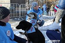 Пермяки обнимали собак, чтобы помочь приютам для животных