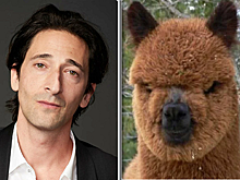 Все мы братья! Подборка двойников: животных и знаменитых актеров